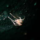 صورة Platnickina maculata (Yoshida 2001)