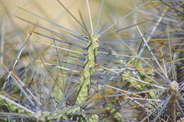 Image of Cylindropuntia anteojoensis (Pinkava) E. F. Anderson