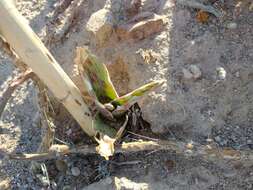 Plancia ëd Agave brunnea S. Watson