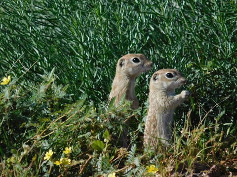 Image of spotted ground squirrel