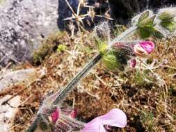 Image of Salvia recognita Fisch. & C. A. Mey.