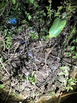 Image of Kenya Leaf Chameleon