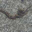 Image of Rufous burrowing snake
