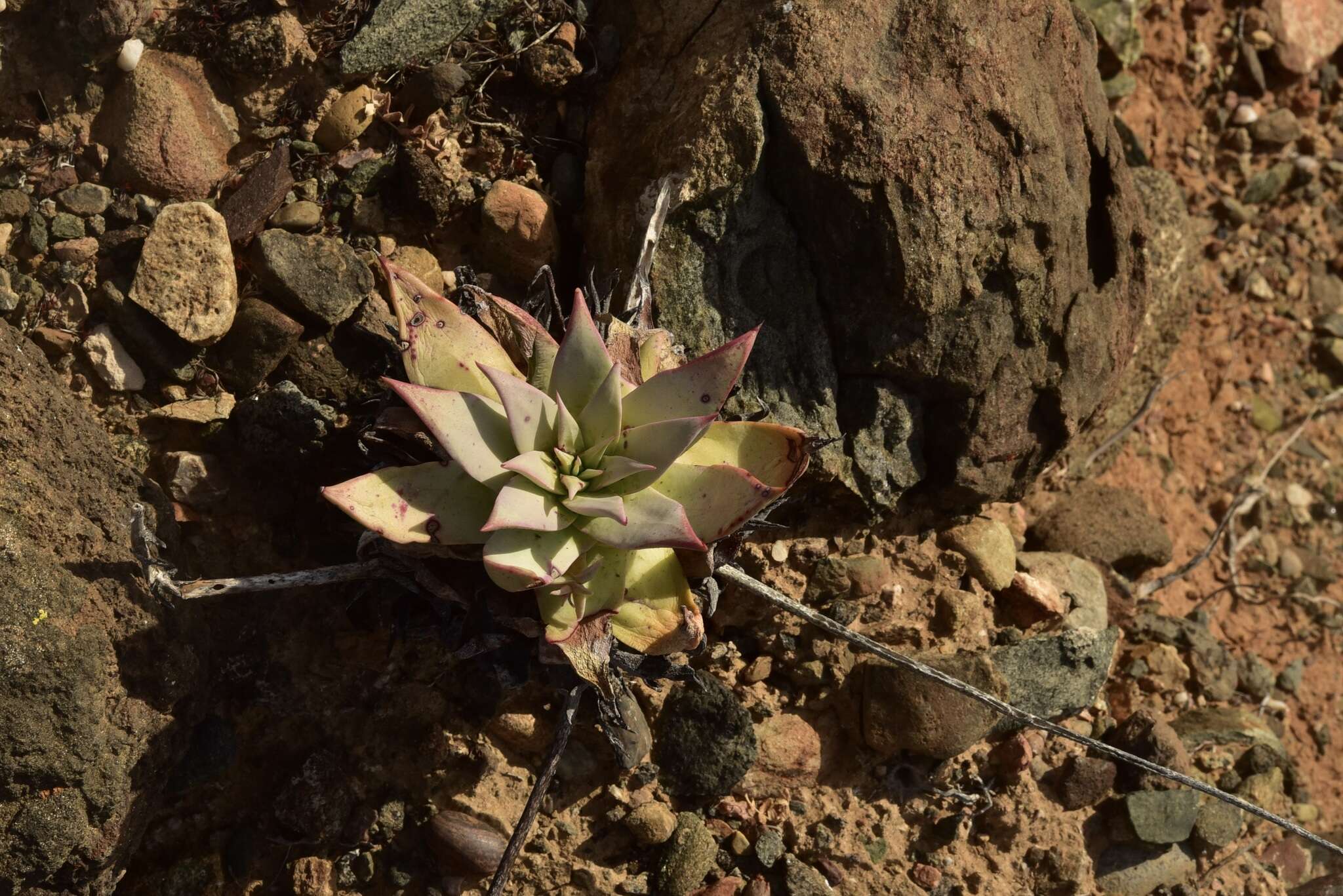 Imagem de Dudleya gatesii Johansen