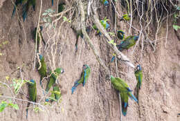 Image of Blue-headed Macaw