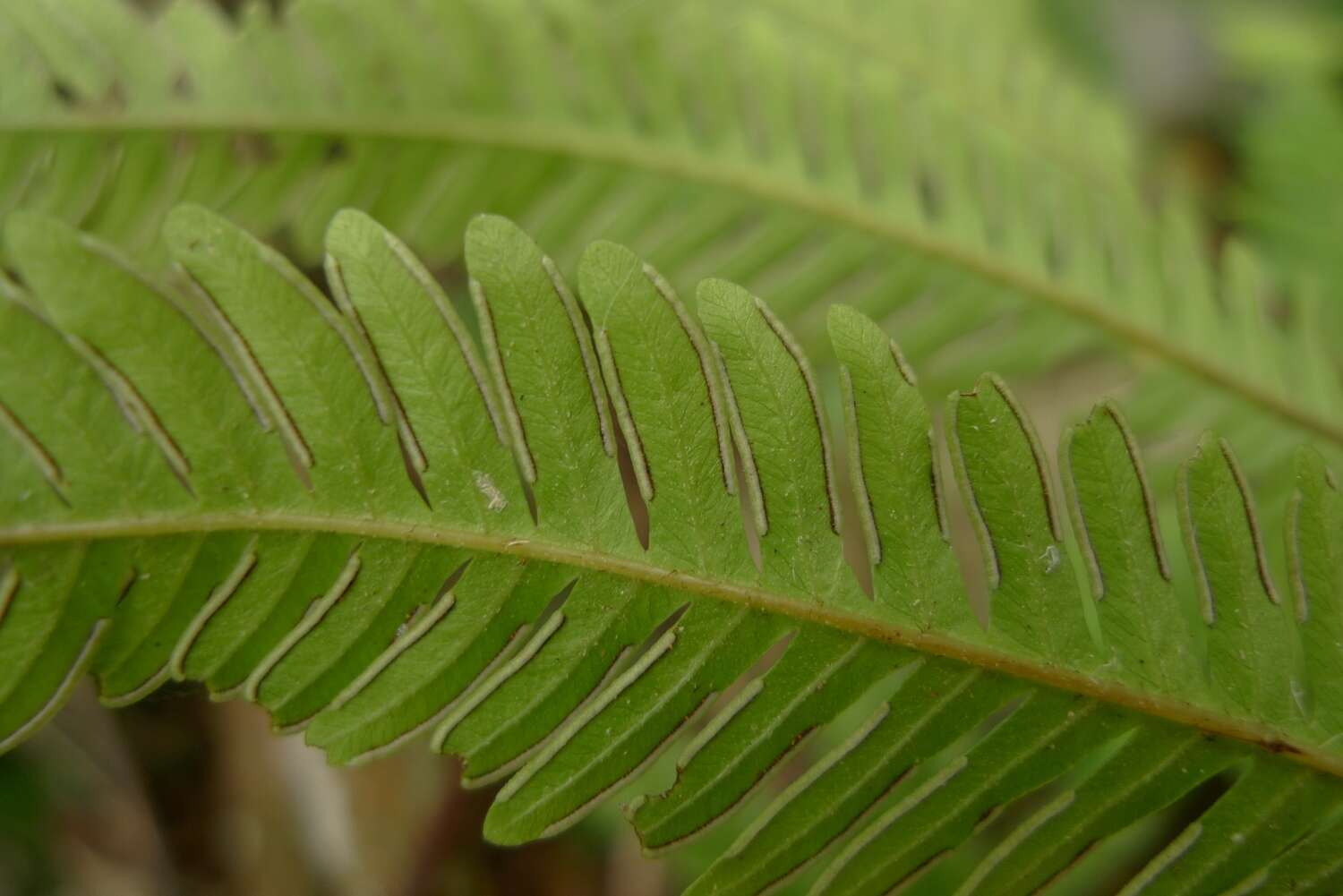 Imagem de Pteris biaurita subsp. fornicata Fraser-Jenk.