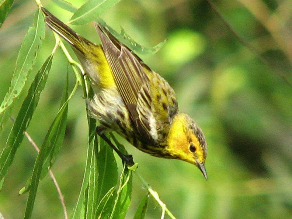 Image of Cape May Warbler