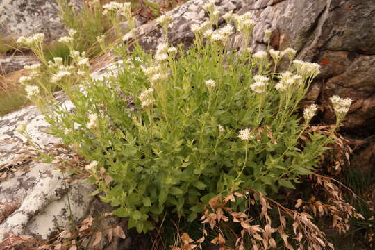 Image of Stomatanthes