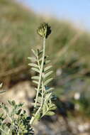 صورة Astragalus albicaulis DC.