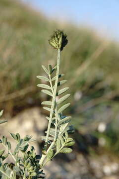 صورة Astragalus albicaulis DC.