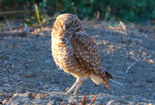 Image of Athene cunicularia hypugaea (Bonaparte 1825)