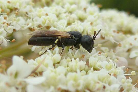 Imagem de Hylaeus cornutus Curtis 1831