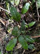 Image of Cryptocarya crassifolia Baker