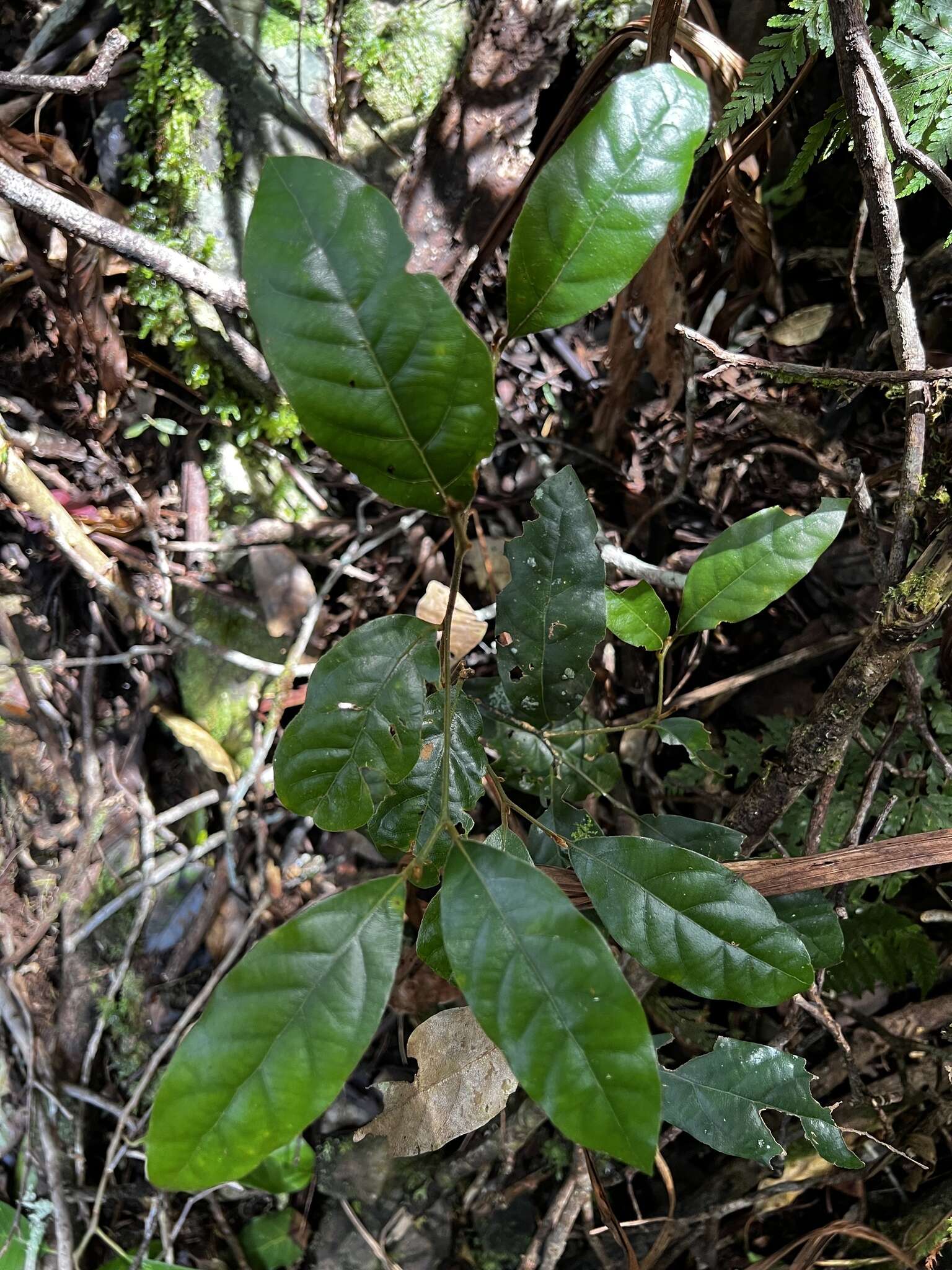 Cryptocarya crassifolia Baker的圖片