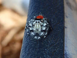 صورة Phidippus adumbratus Gertsch 1934