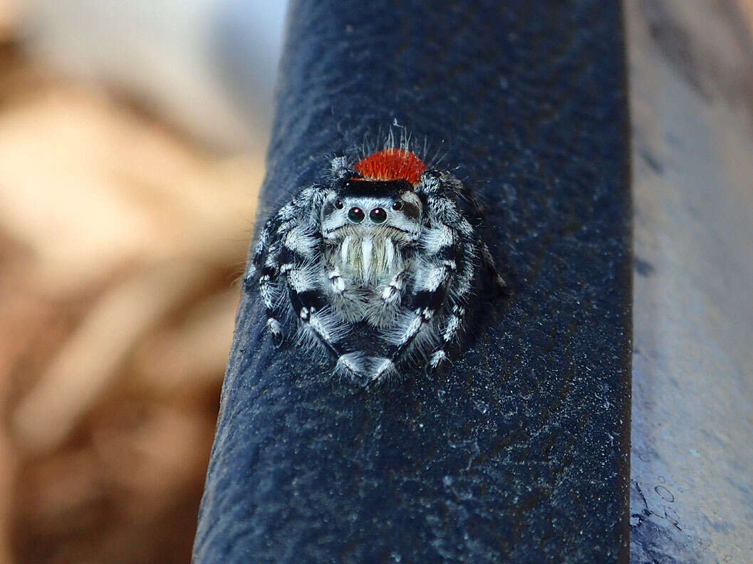 صورة Phidippus adumbratus Gertsch 1934