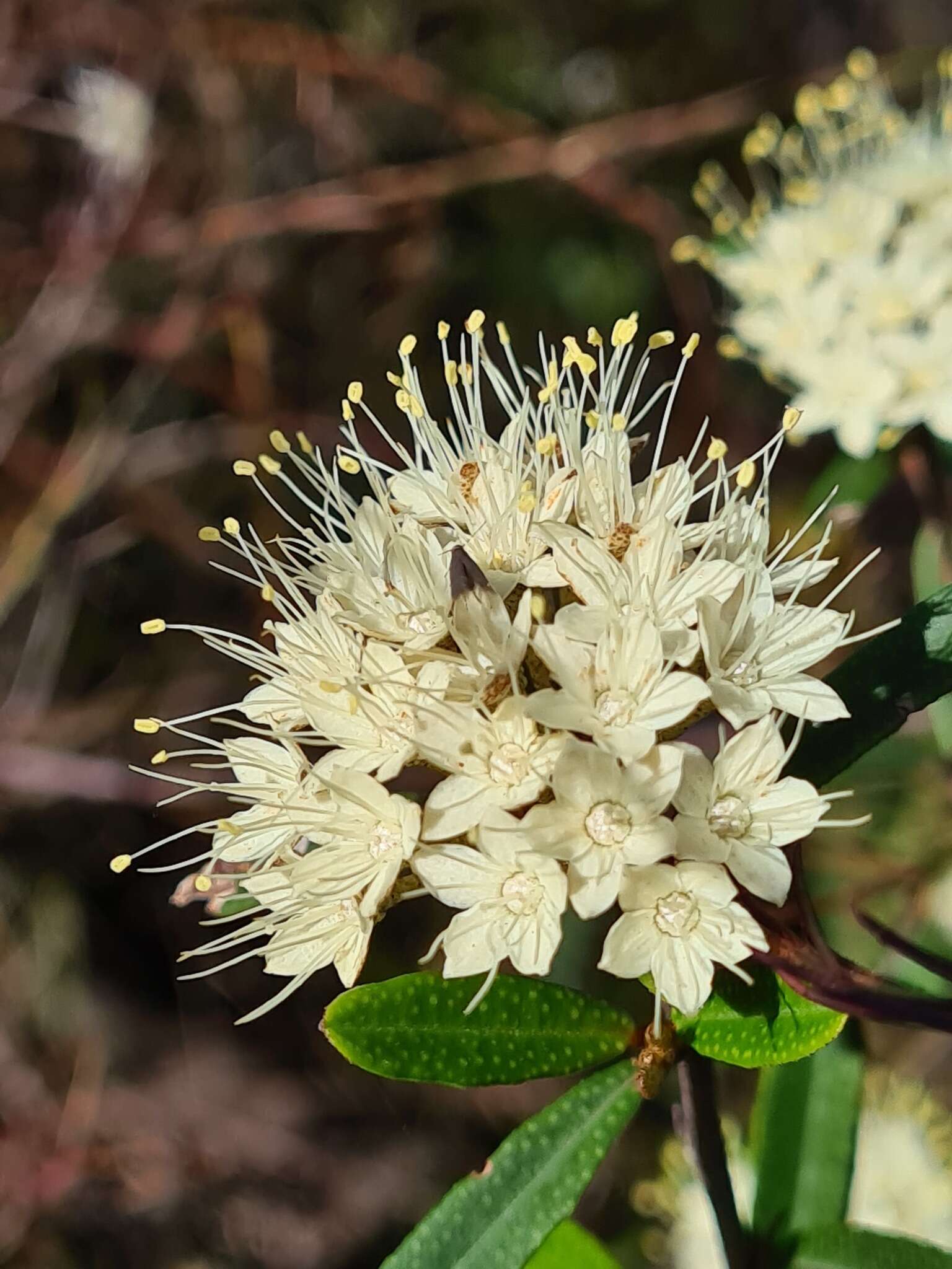 Image of Phebalium squamulosum Vent.