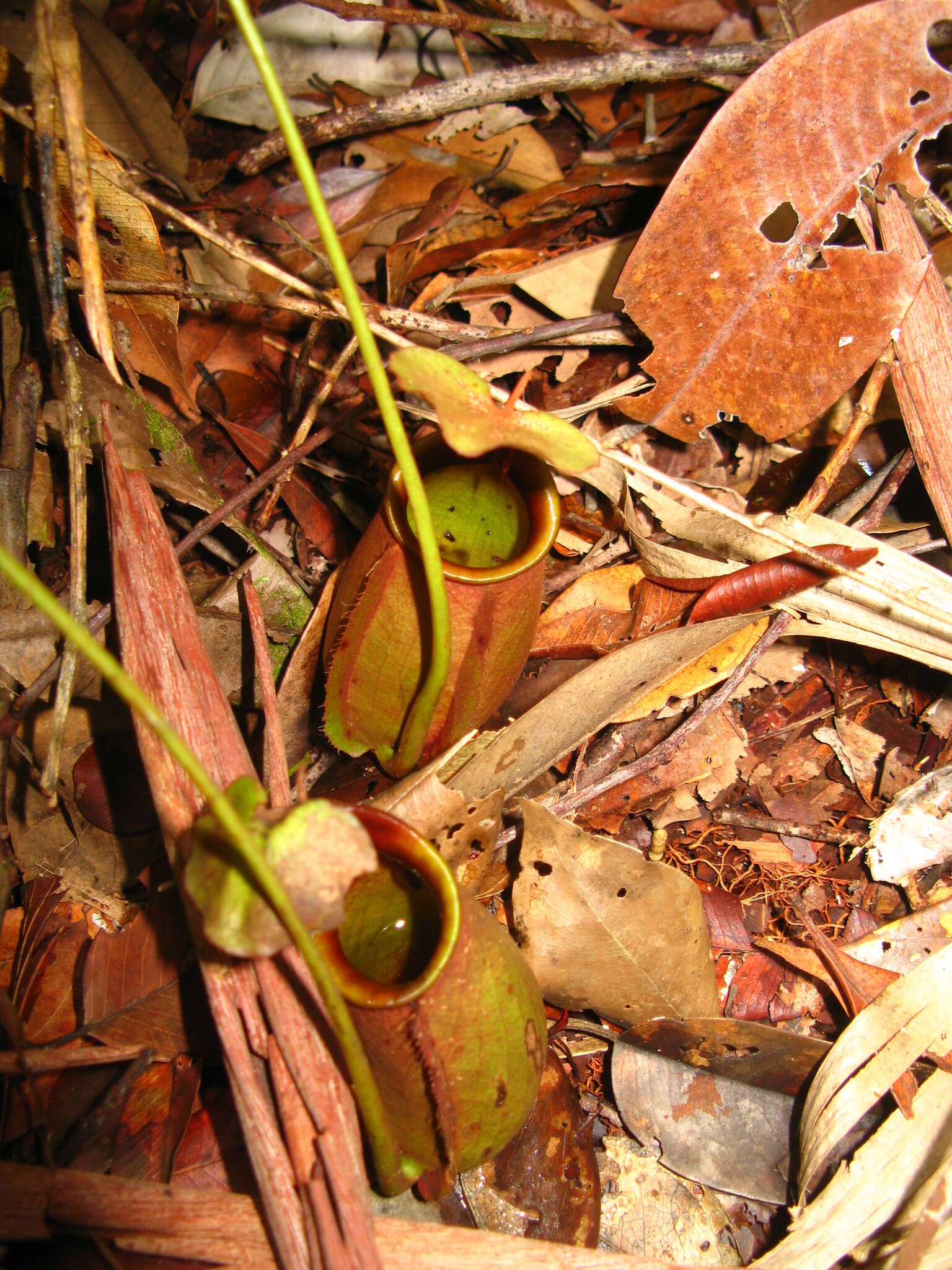 Image of Fanged pitcher plant