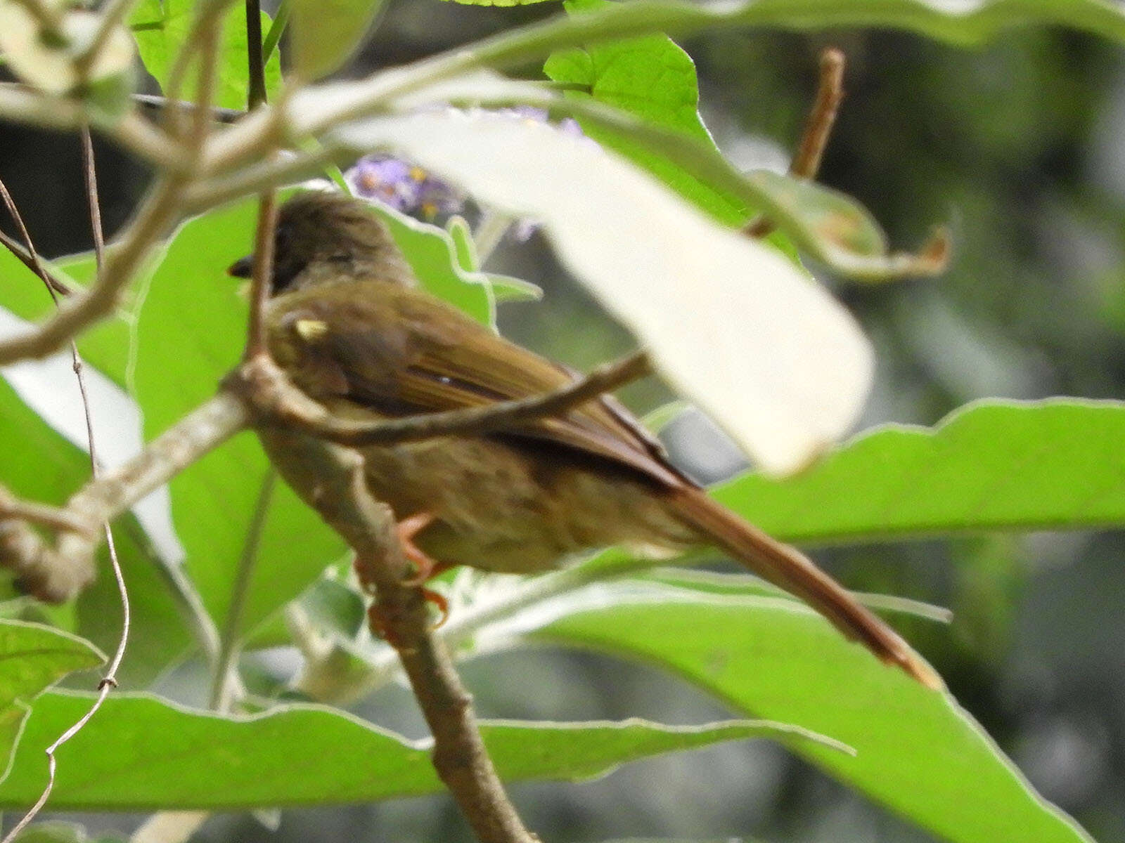 Image of Yellow-whiskered Greenbul