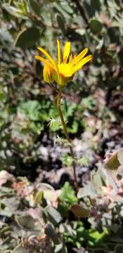 Image of Gander's ragwort