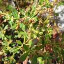 Image of Slender Carpet-weed