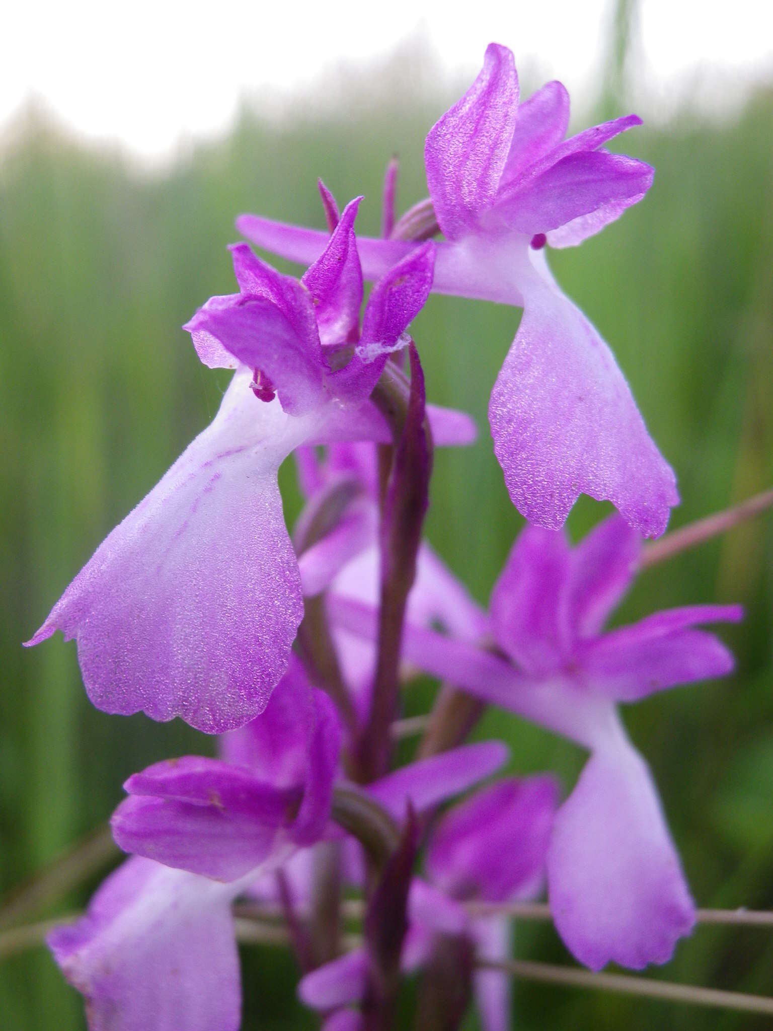 Image of Anacamptis palustris subsp. elegans (Heuff.) R. M. Bateman, Pridgeon & M. W. Chase