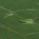 Image of Caryomyia procumbens Gagne 2008