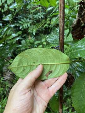 صورة Palicourea brachiata (Sw.) Borhidi