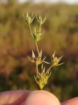 Image of dwarf hare's-ear