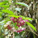 Image of Thenardia floribunda Kunth