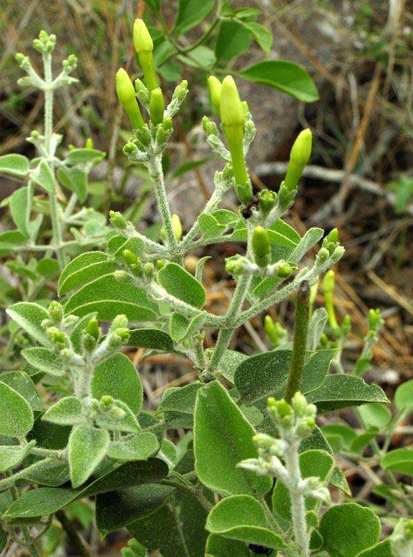 Image of Jasminum fluminense subsp. fluminense