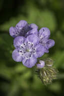 Sivun Phacelia hirsuta Nutt. kuva