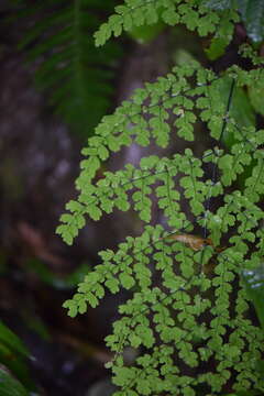 Image de Adiantum concinnum Humb. & Bonpl. ex Willd.