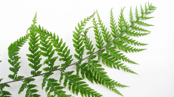 Image of Dixie silverback fern