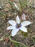 Image of Ixia versicolor G. J. Lewis