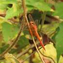 Image of Neurothemis intermedia Rambur 1842