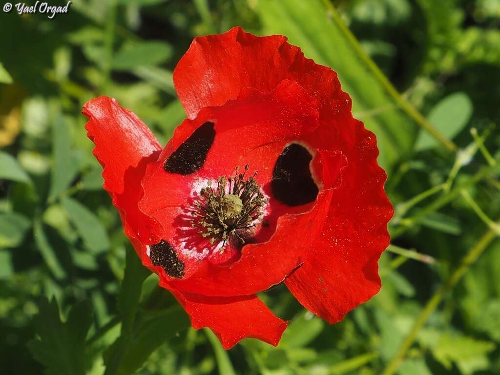 Imagem de Papaver umbonatum Boiss.