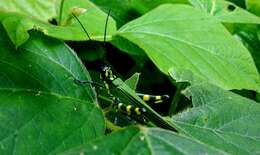 Image of Chromacris psittacus pacificus Roberts, H. R. & Carbonell 1982