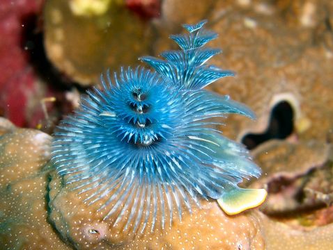 Image of Christmas tree worm
