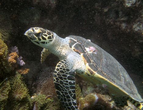 Image of Hawksbill Sea Turtle