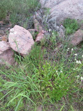 Image of Talinum paniculatum (Jacq.) Gaertn.