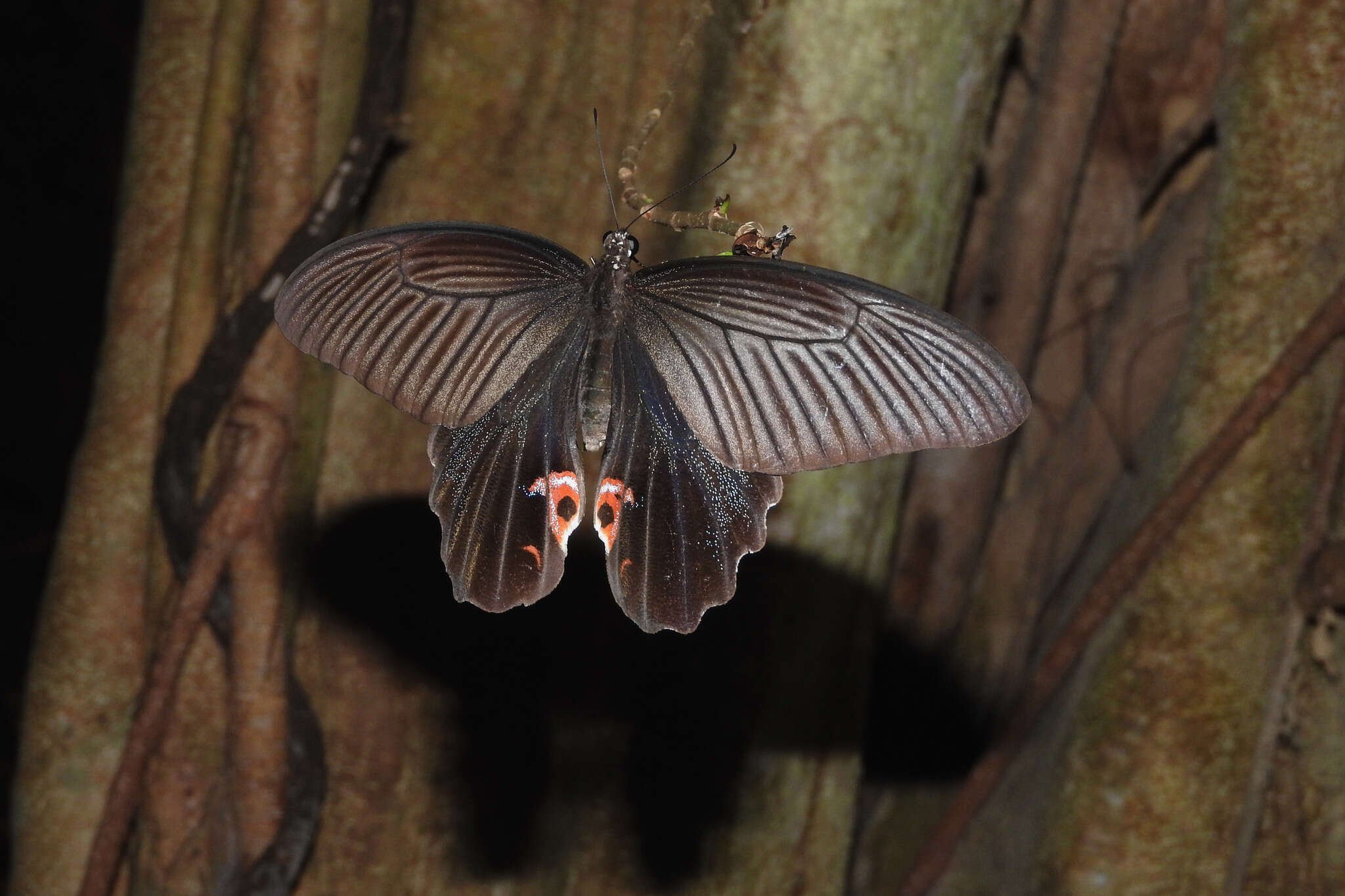 Image of Papilio protenor Cramer (1775)