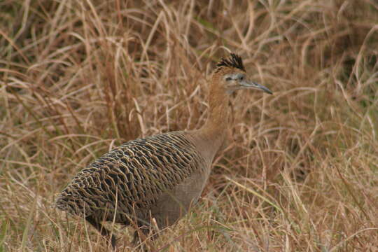 Image of Rhynchotus Spix 1825