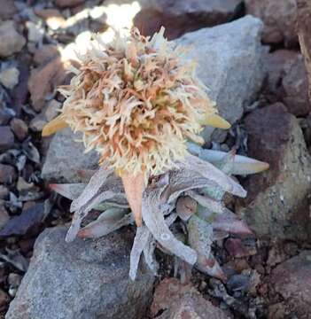 Image of Crassula congesta N. E. Br.