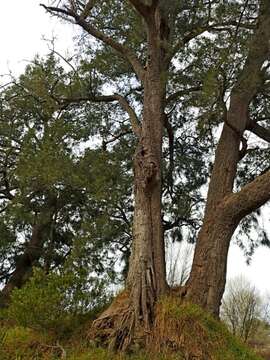 Image of Casuarina cunninghamiana subsp. cunninghamiana