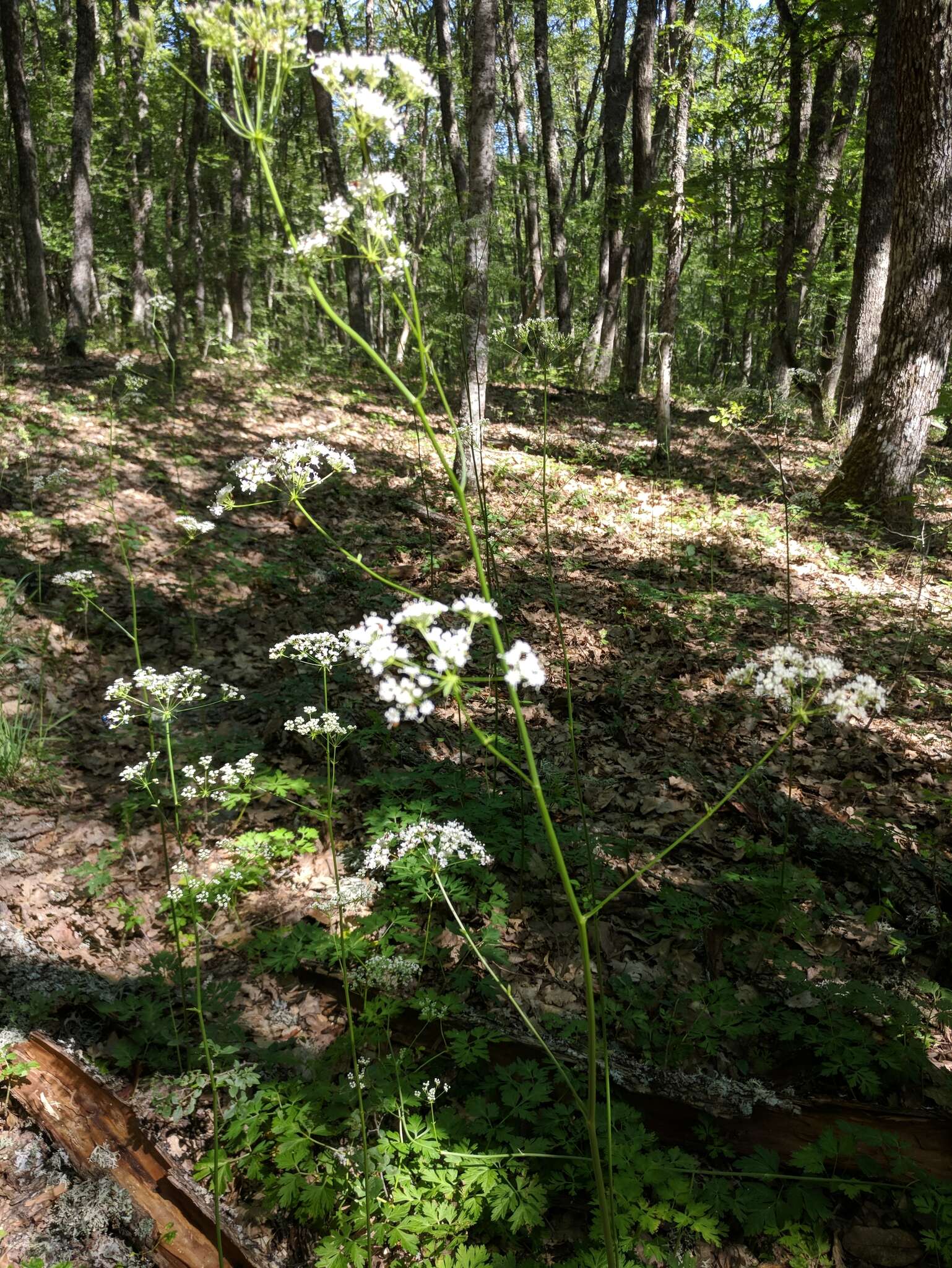 Image of Physospermum cornubiense (L.) DC.