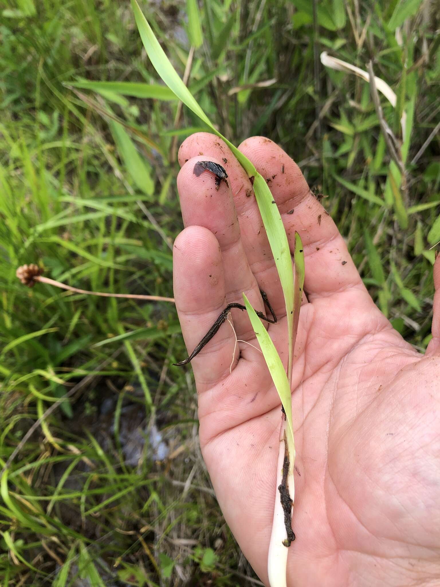 Image of Tall Yellow-Eyed-Grass