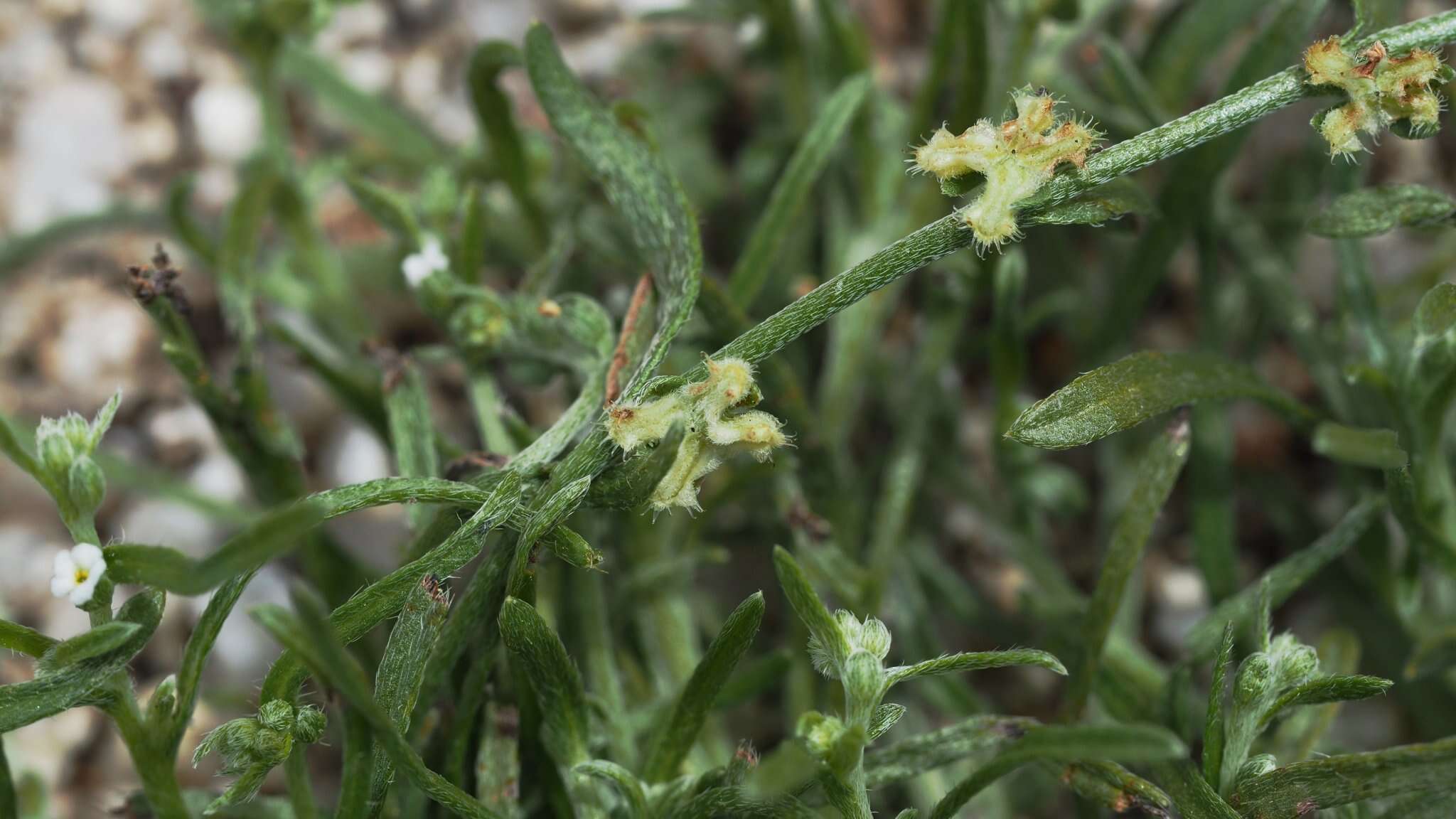 Image of sleeping combseed