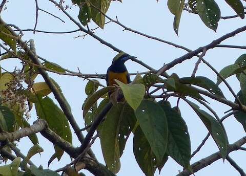 Image of Orange-bellied Leafbird