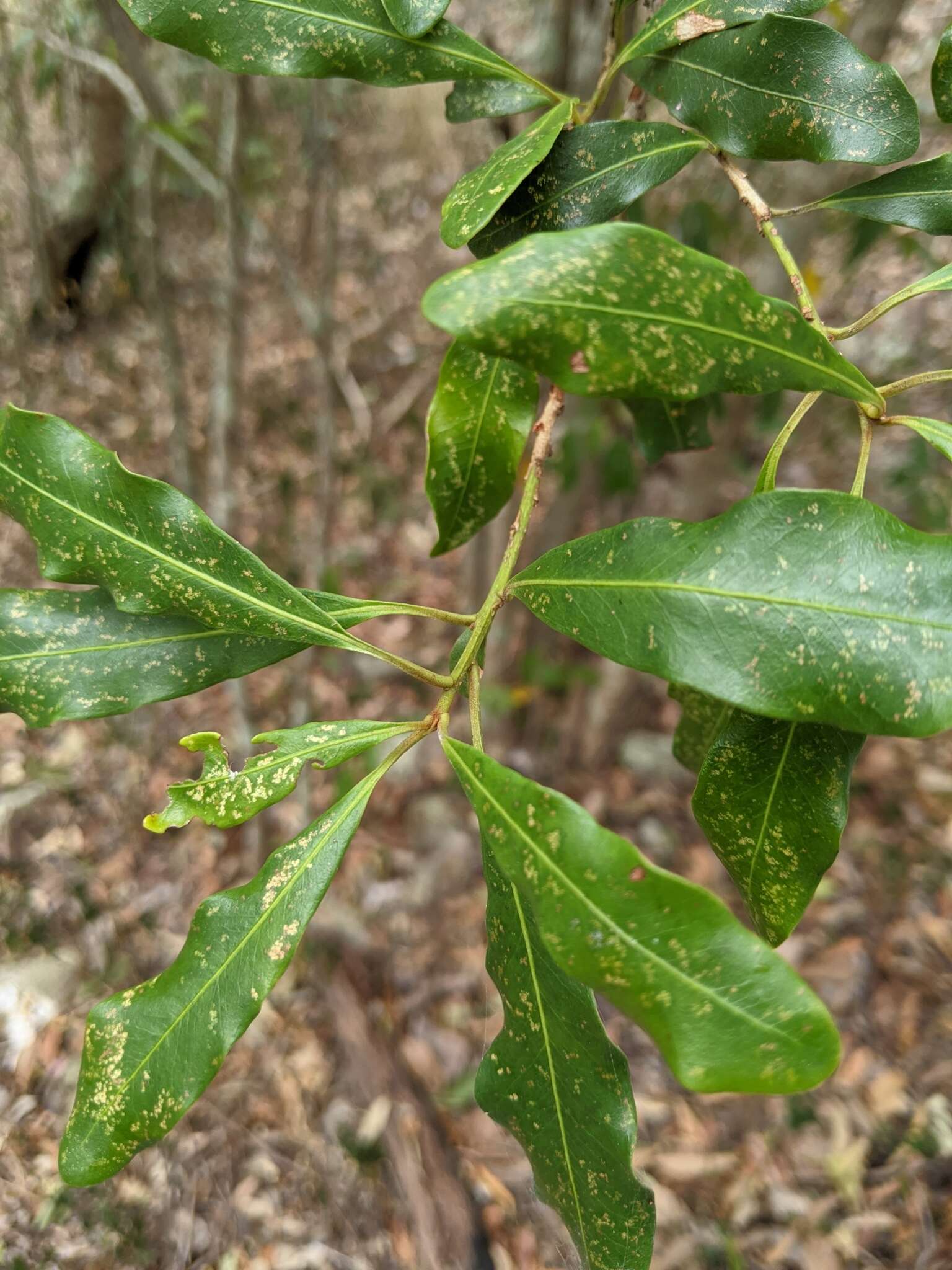 Image of Myrsine howittiana F. Muell. ex Mez